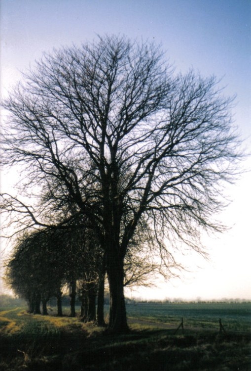 Fields near Windsor, Berkshire