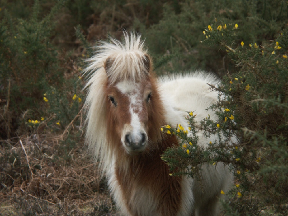 Photograph of New Forest Pony, Lyndhurst