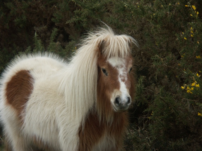 New Forest Pony, Lyndhurst