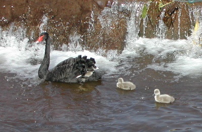 Photograph of Black swan cygnets