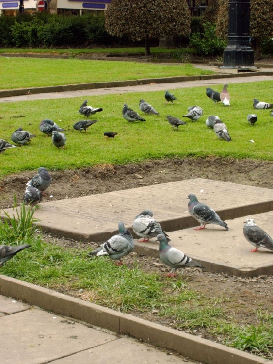 Pigeons of Huddersfield.