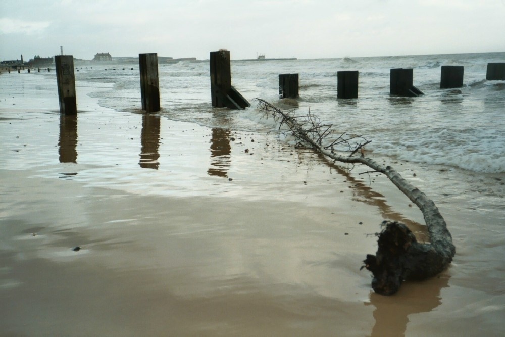A washed up branch at Gorleston-on-Sea, Norfolk