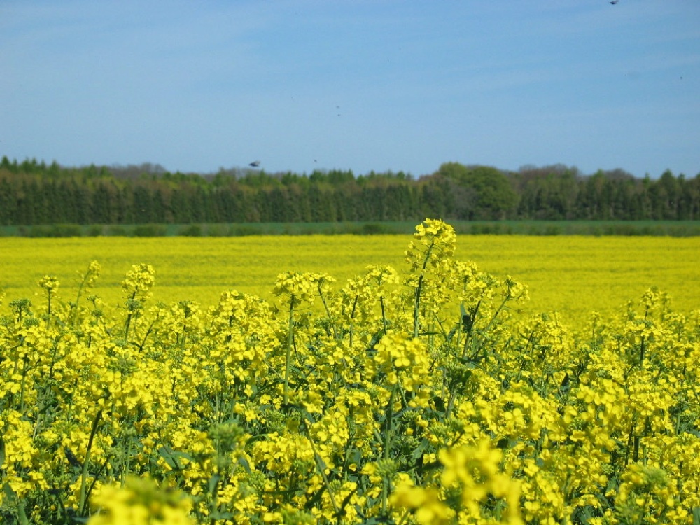 Fields of Yellow