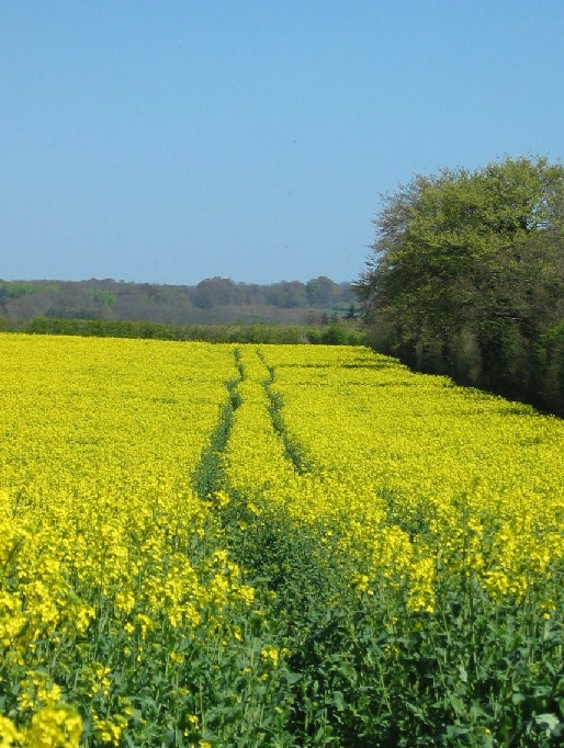Fields of Yellow on the Isle of Wight