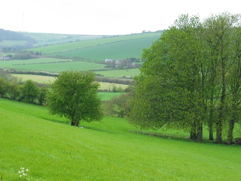 Isle of Wight fields