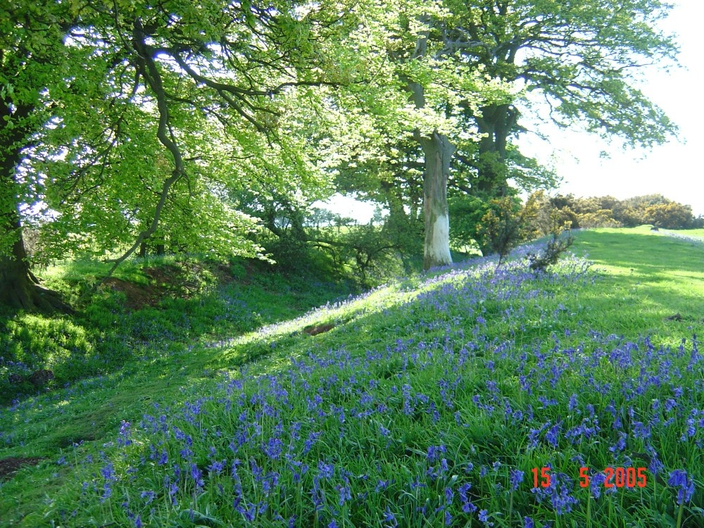 Bluebells at Borough Hill, Daventry, Northamptonshire