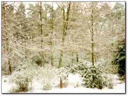 Winter in Tilgate Forest Country Park
