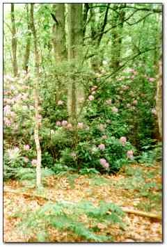 Rhodedenrun Shrubs in Tilgate Forest Country Park