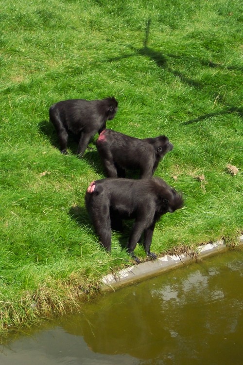 The Baboon family at Thrigby Hall, Norfolk