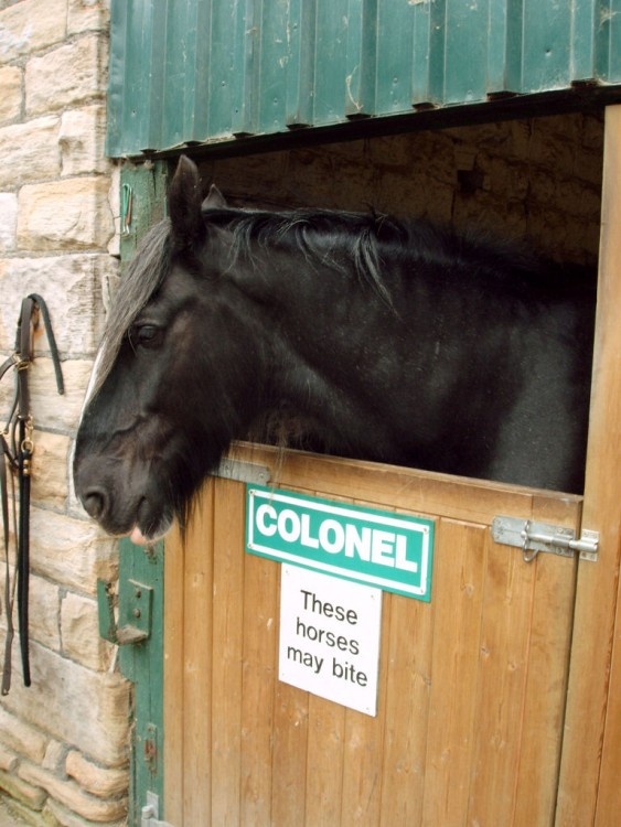 Colonel, one of the Pit Horses at The National Coal Mining Museum for England.