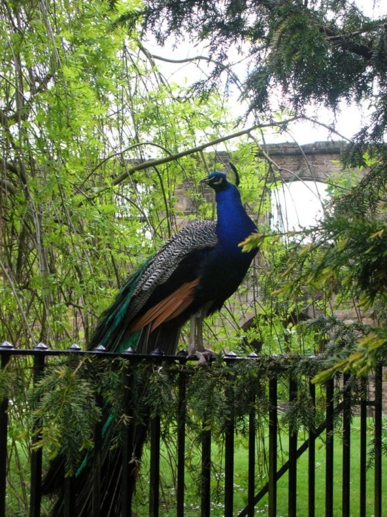 Peacock. set against a Royal Background, The Palace Ruins, Dunfermline.