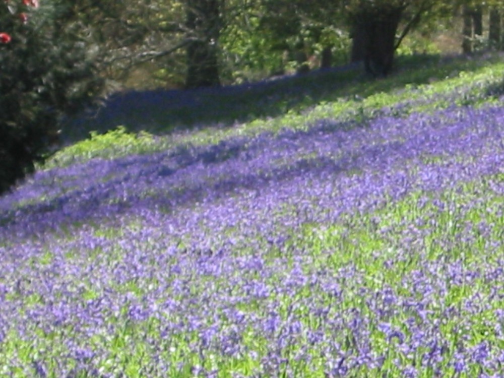 Bluebells at Winkworth Arboretum, Surrey photo by Yoshihiro Iseki