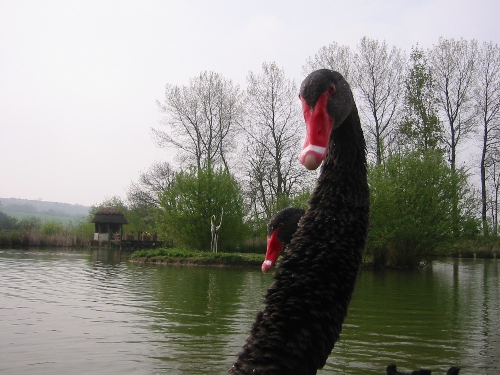 Black Swans on the lake at Amberley Castle, West Sussex photo by Rona Iseki