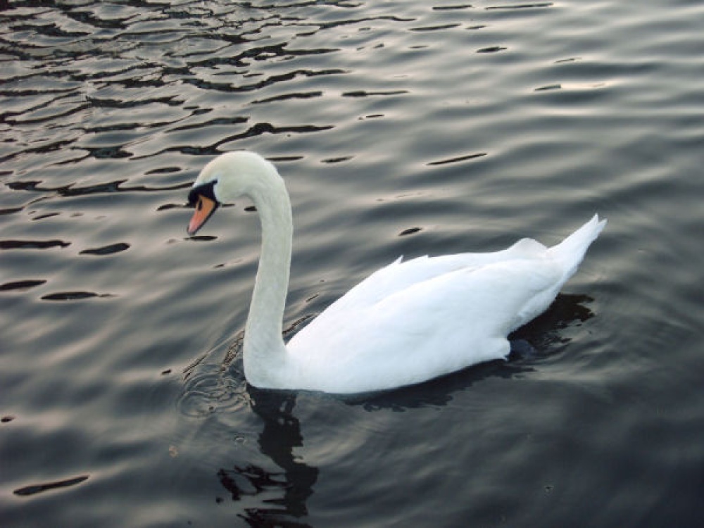 Swan on the Canal at Rodley, West Yorkshire