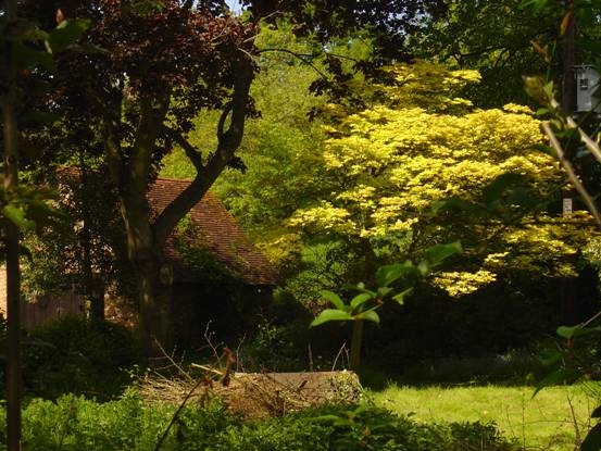 Photograph of In a wood in Wheathampstead, Hertfordshire