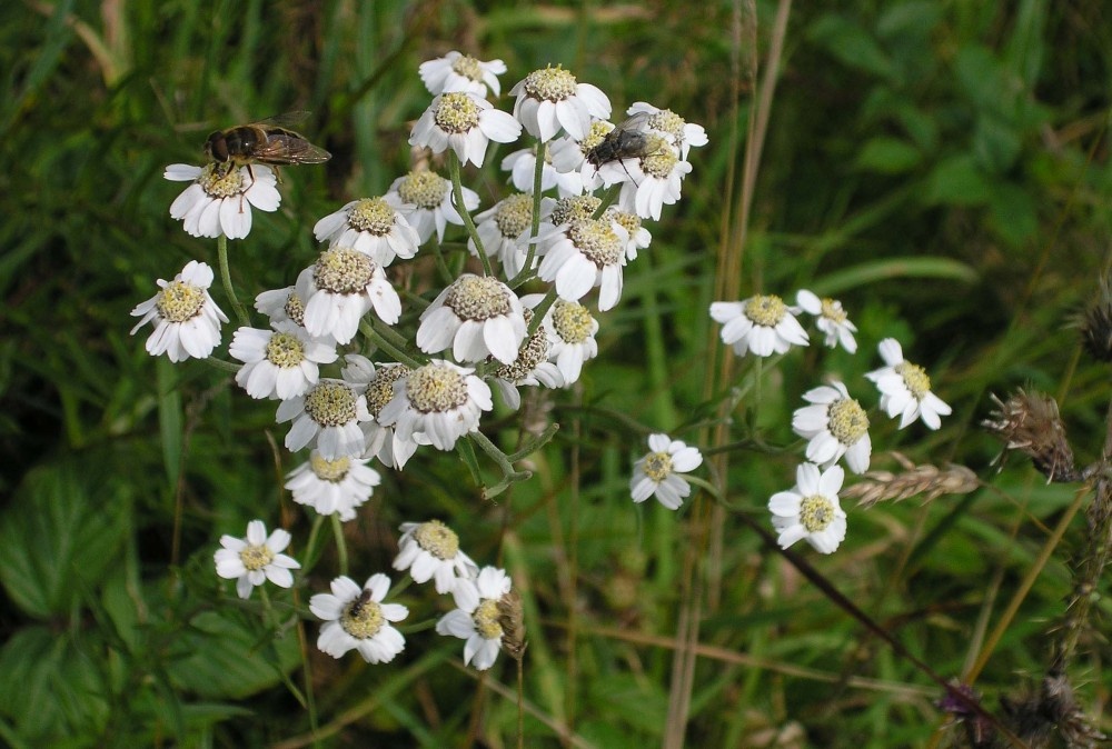Gisburn Forest, Hodder Valley, Lancashire