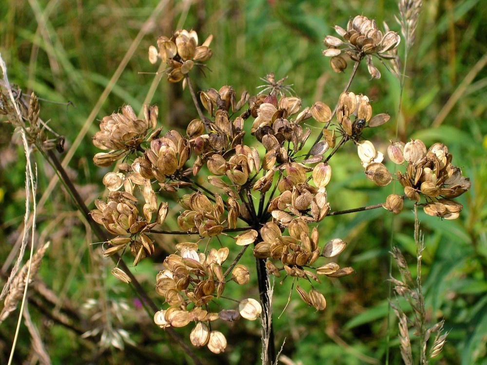 Gisburn Forest, Hodder Valley, Lancashire