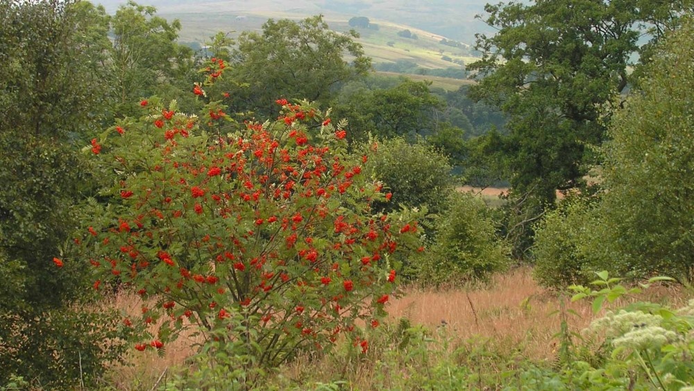 Gisburn Forest, Hodder Valley, Lancashire