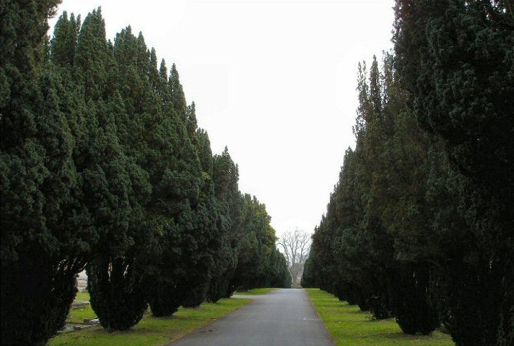 Avenue of Yews in Trowbridge Cemetery