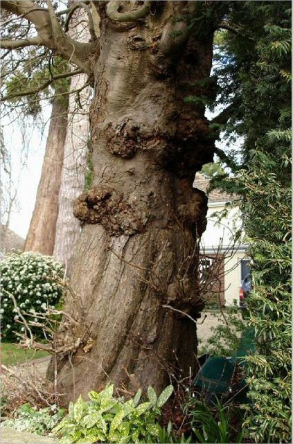 Tree Trunk in Victoria Road