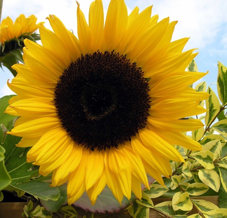 Stonyhurst Flower Show (2004), Hurst Green, Lancashire