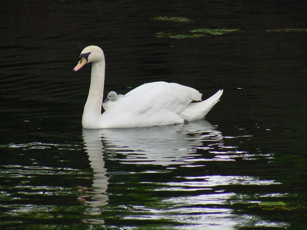 Swan & Cygnet. The Spring
