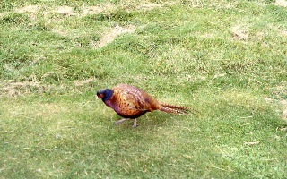 A Pheasant around Bolton Abbey. 1978