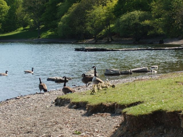 Canada Geese and their young. Windermere, Cumbria.