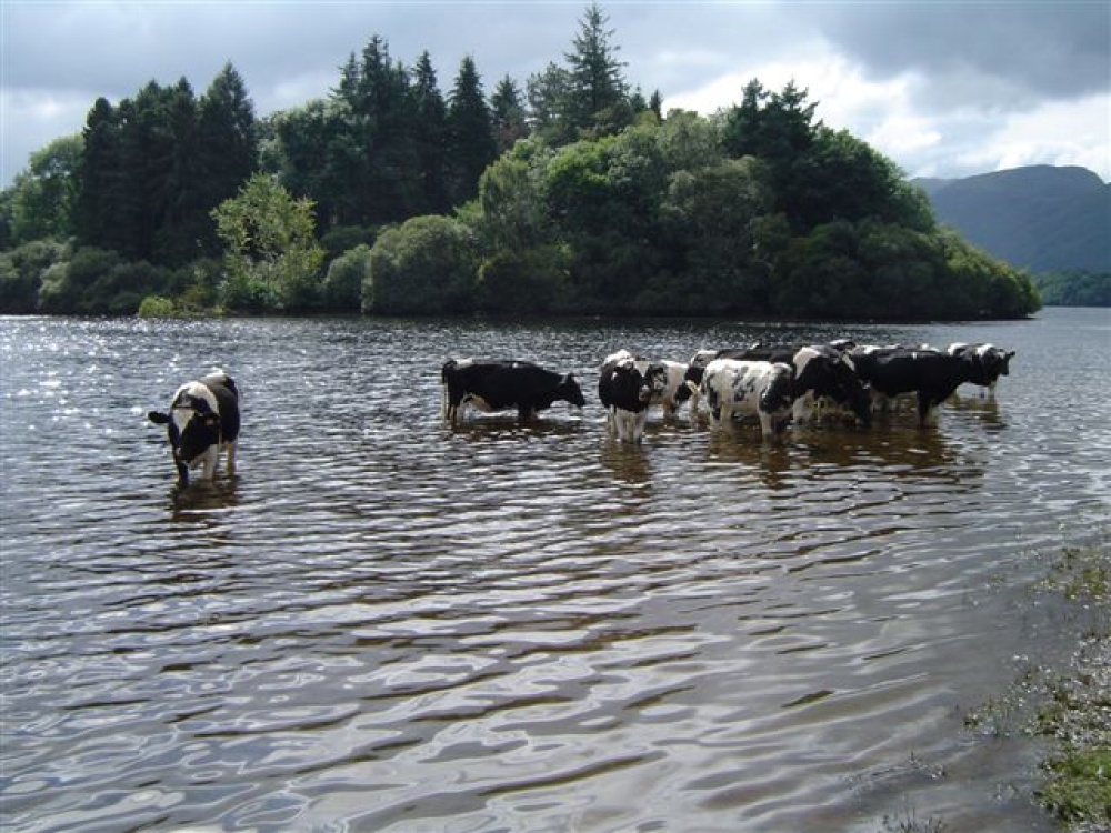 Cows cooling off in Derwentwater