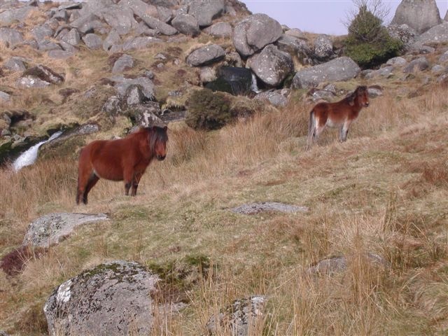 Yealm Steps. Dartmoor