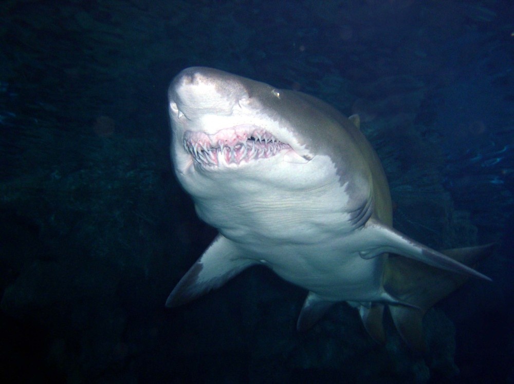 Sand Tiger
