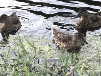 Ducks on the river walk at Clevedon, Somerset