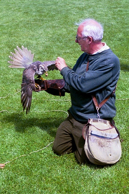 Falconer - Stratford-Upon-Avon