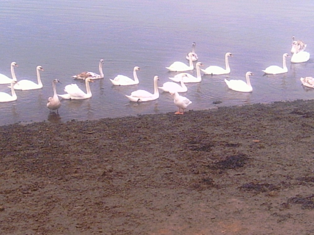 Hullbridge, Essex. Some of the 44 swans on our river in December 2004, with their adopted goose