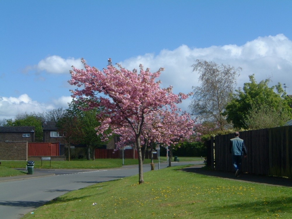 Copenhagen Road with cherry trees in blossom