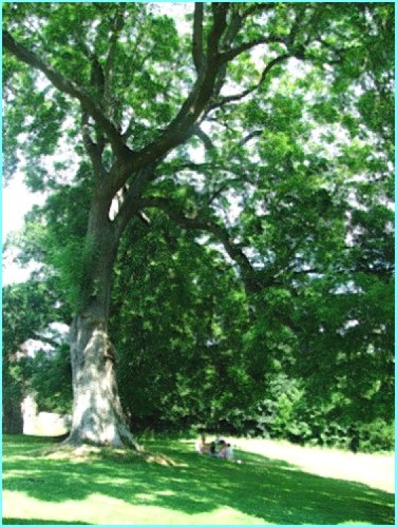 A picnic in the tranquil grounds of Netley Abbey in June 2005