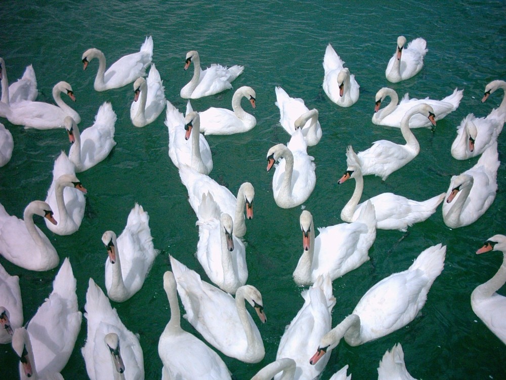 Just a few of the probable 150 pairs of swans on the river Arun Littlehampton 01/07/05