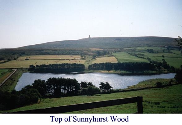 Looking at the woods and Darwen Tower photo by Roy Shepherd