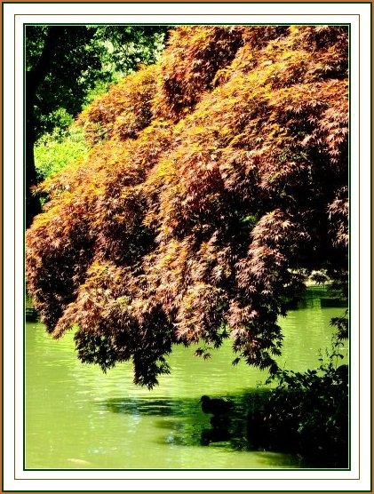 Exbury Gardens 2005