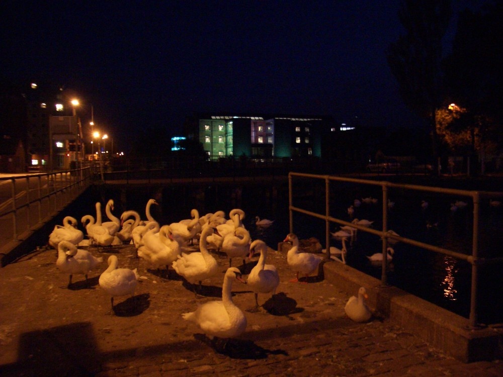 Swans by Brayford Pool, Lincoln.