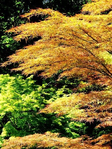 Gold at Exbury Gardens