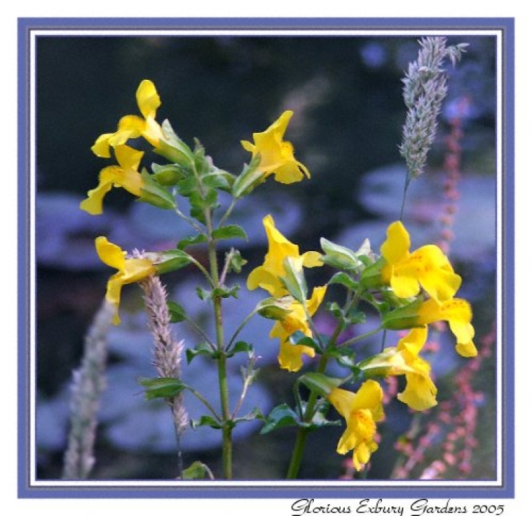 Poolside Flowers Exbury