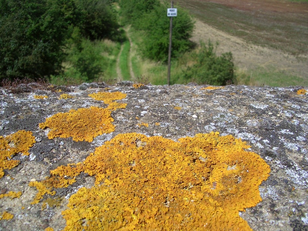 Lichen on bridge over the disused railway below the Lincolnshire Edge, near Coleby