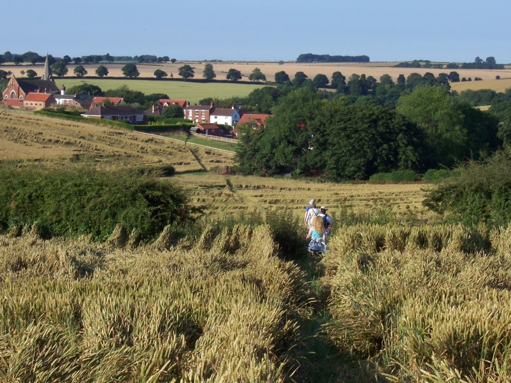 Wind blown corn, Chestnut Farm Binbrook, July 17th 05