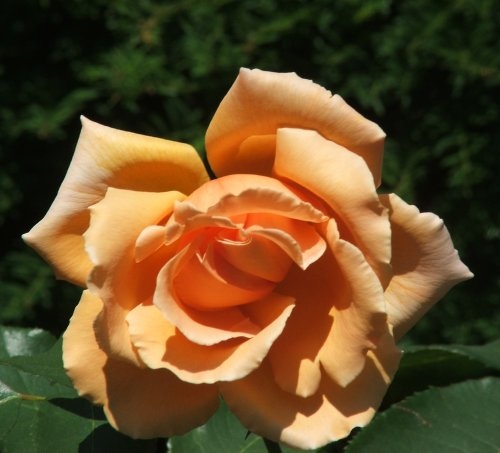 A rose from the rose garden at Stapehill Abbey and gardens 2005