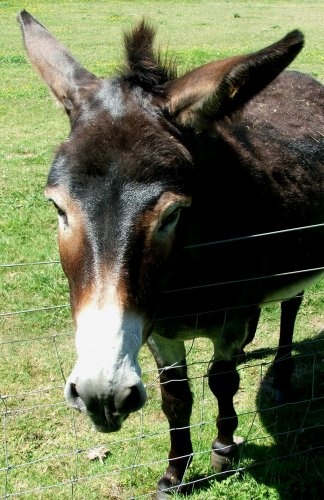 Koko part of the farmyard experience at Stapehill Gardens