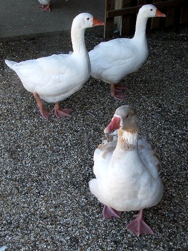 Ducks at Stapehill Farm & Gardens