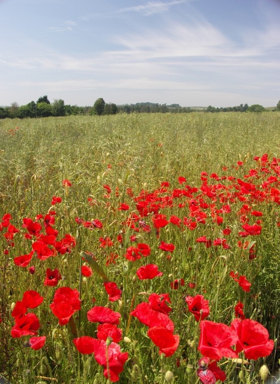 Poppies at Brading Roman Villa, Isle of Wight, June 2005