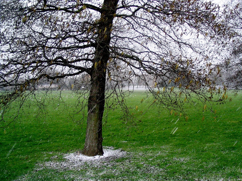 Alvaston Park - February snow-shower