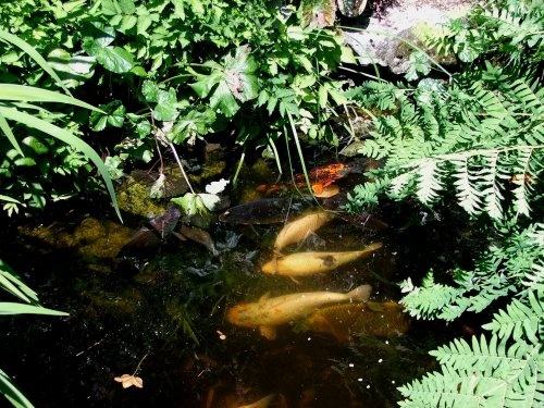 Photograph of Fish in the Japanese garden Stapehill